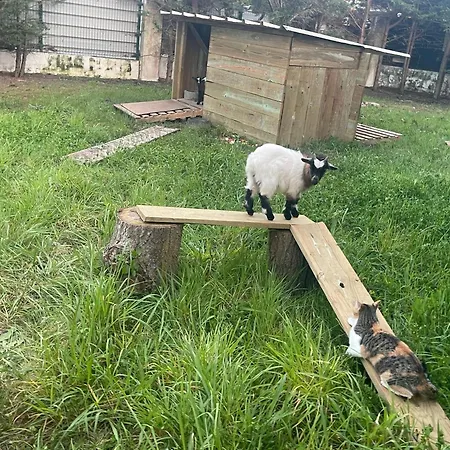 The Yellow Retreat *